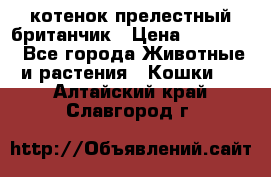 котенок прелестный британчик › Цена ­ 12 000 - Все города Животные и растения » Кошки   . Алтайский край,Славгород г.